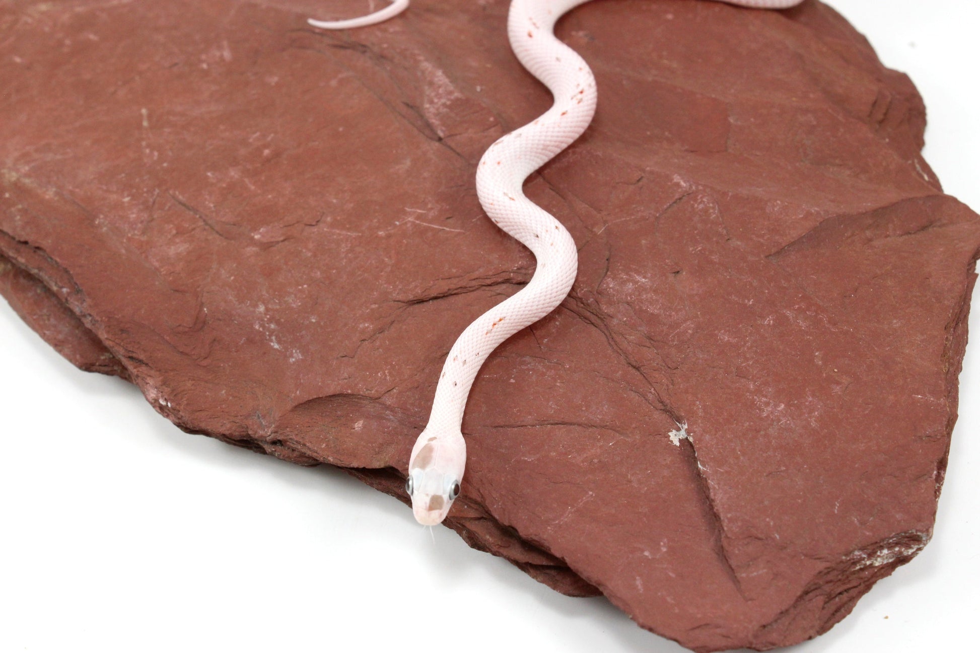 Palmetto Corn Snake All Reptiles