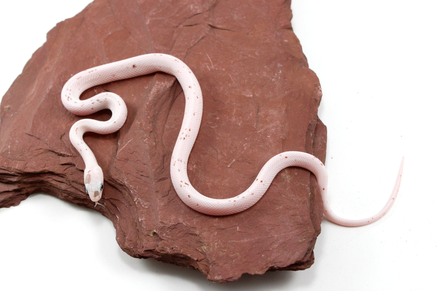 Palmetto Corn Snake All Reptiles