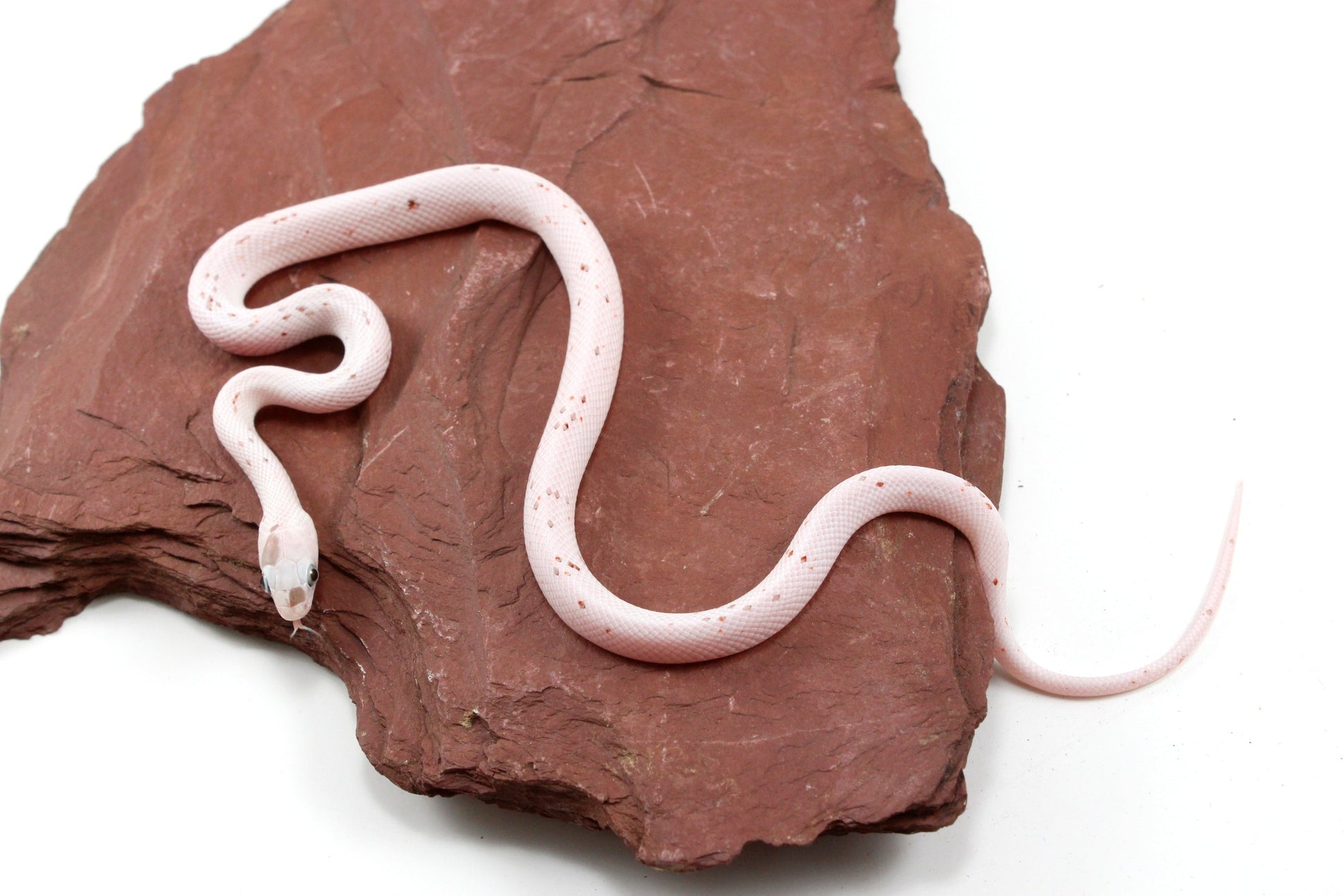 Palmetto Corn Snake All Reptiles