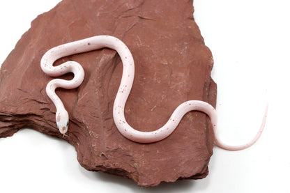 Palmetto Corn Snake All Reptiles