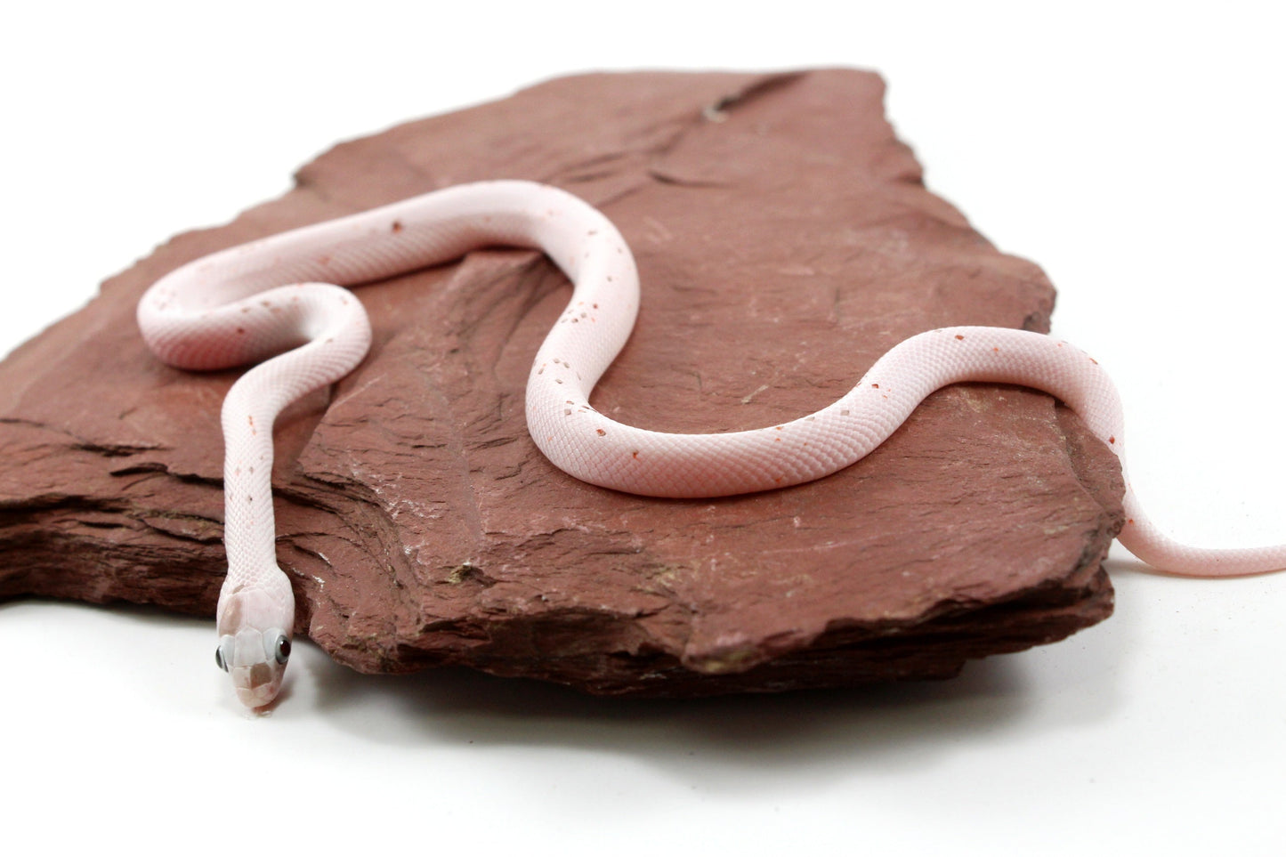 Palmetto Corn Snake All Reptiles