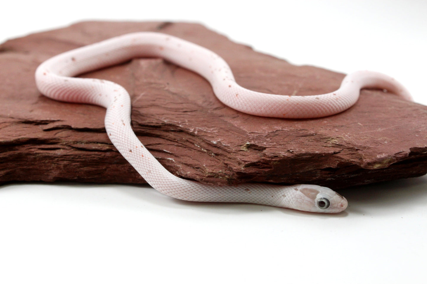 Palmetto Corn Snake All Reptiles
