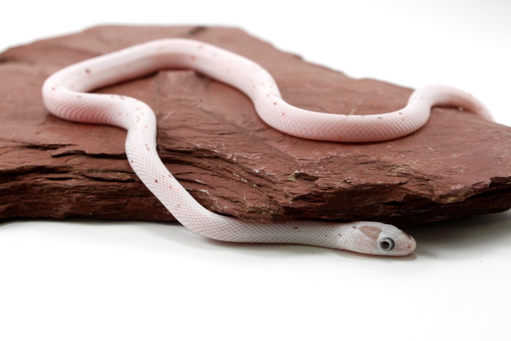 Palmetto Corn Snake All Reptiles