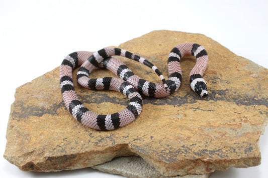 Anery Honduran Milksnake All Reptiles
