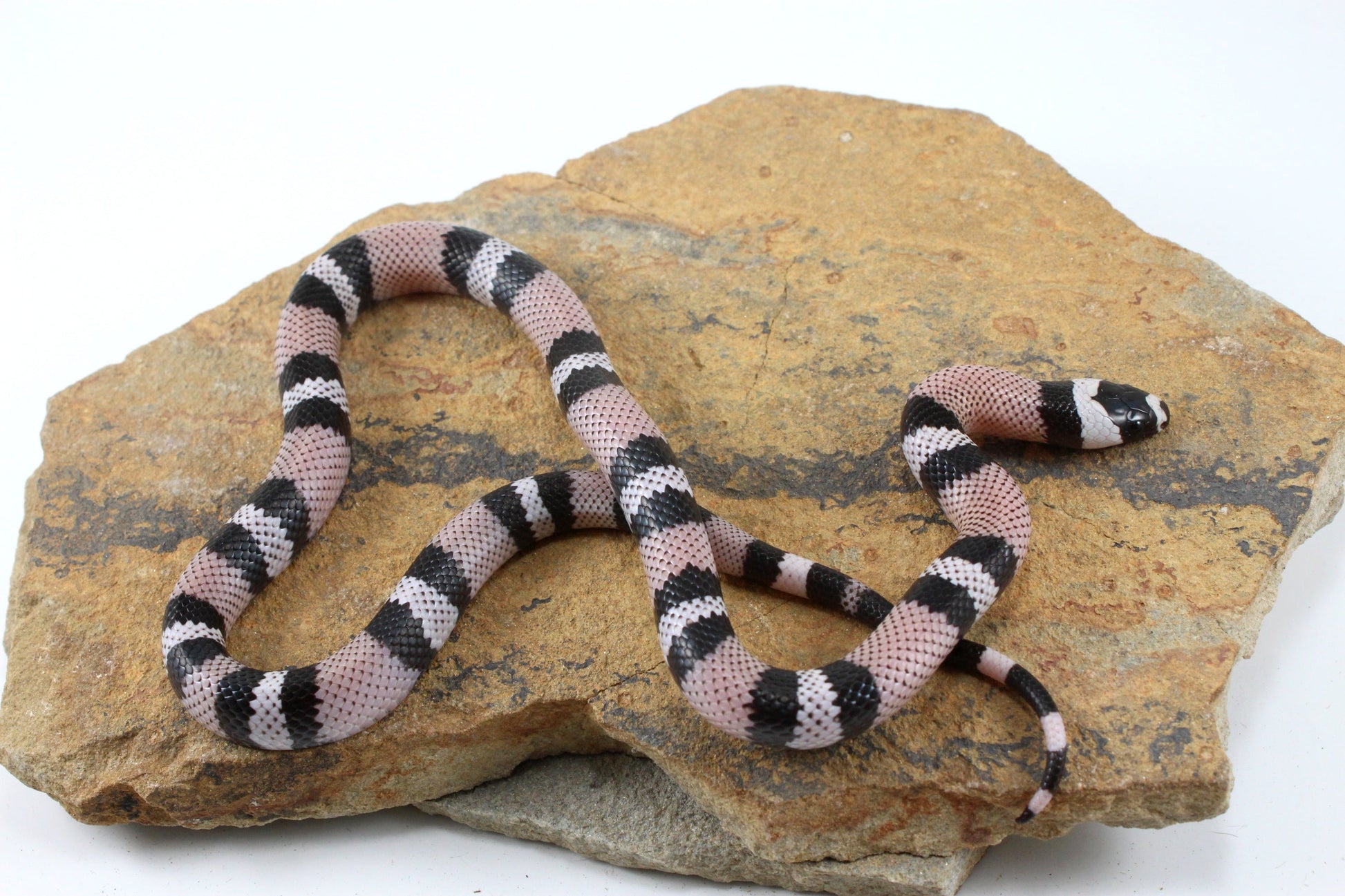Anery Honduran Milksnake All Reptiles