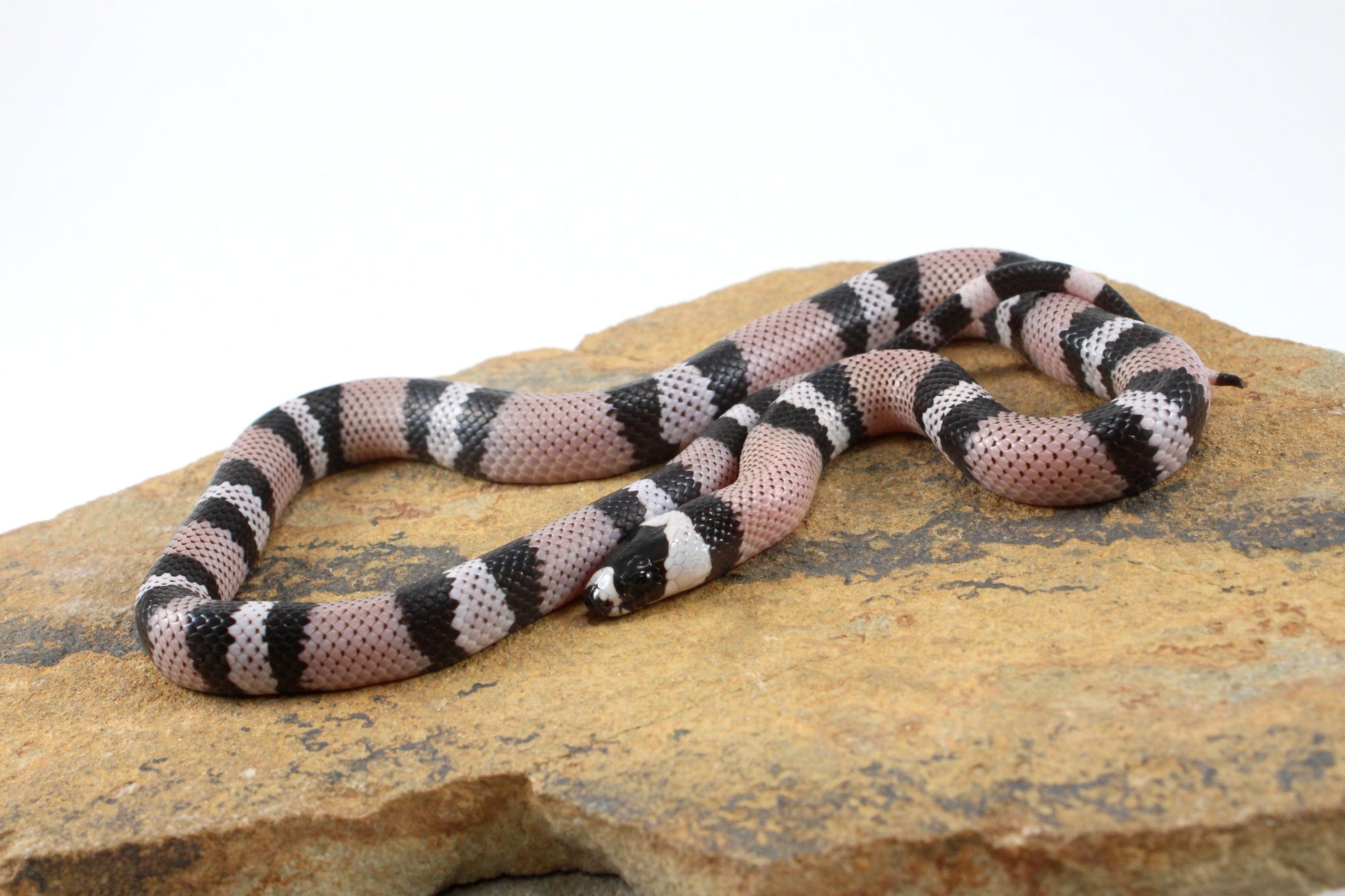 Anery Honduran Milksnake All Reptiles