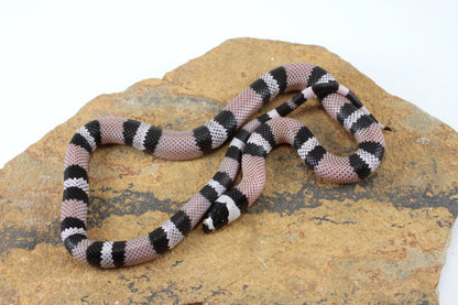 Anery Honduran Milksnake All Reptiles
