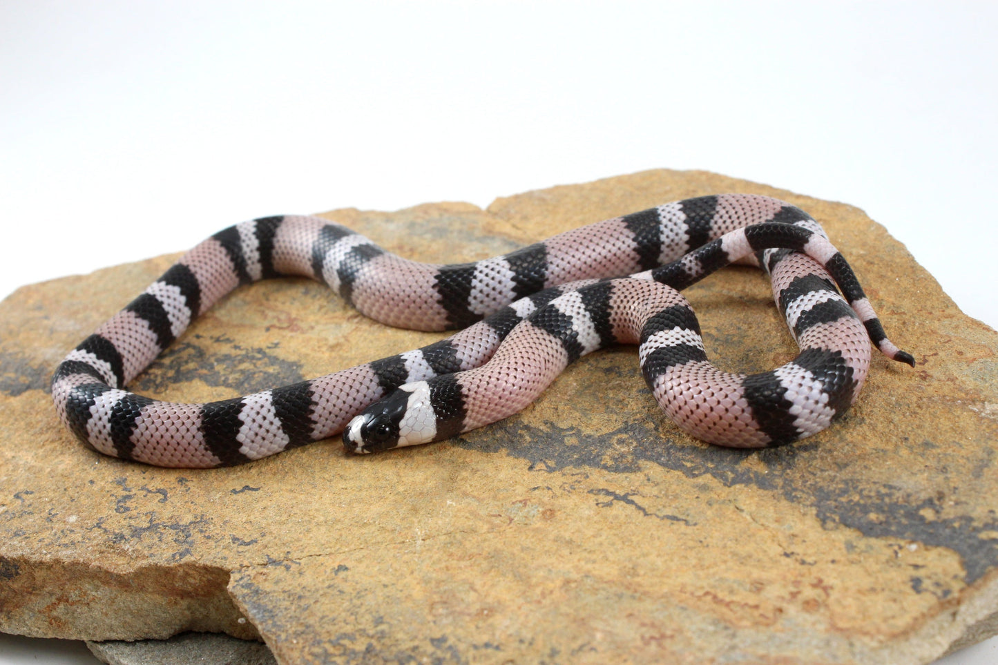 Anery Honduran Milksnake All Reptiles