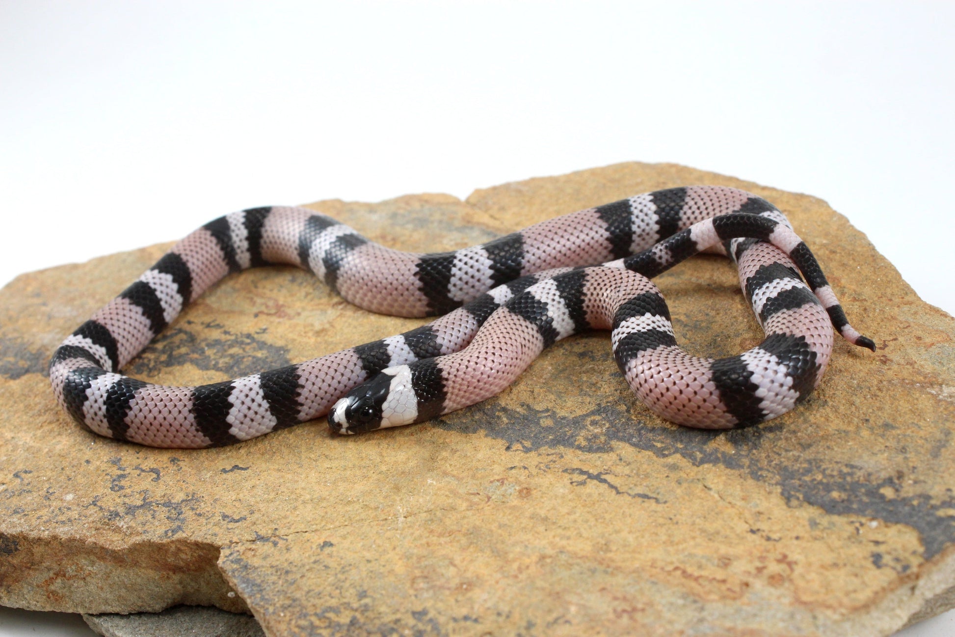Anery Honduran Milksnake All Reptiles