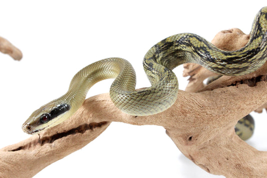 Vietnamese Blue Beauty Rat Snake All Reptiles