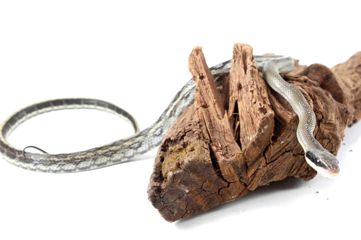 Vietnamese Blue Beauty Rat Snake All Reptiles