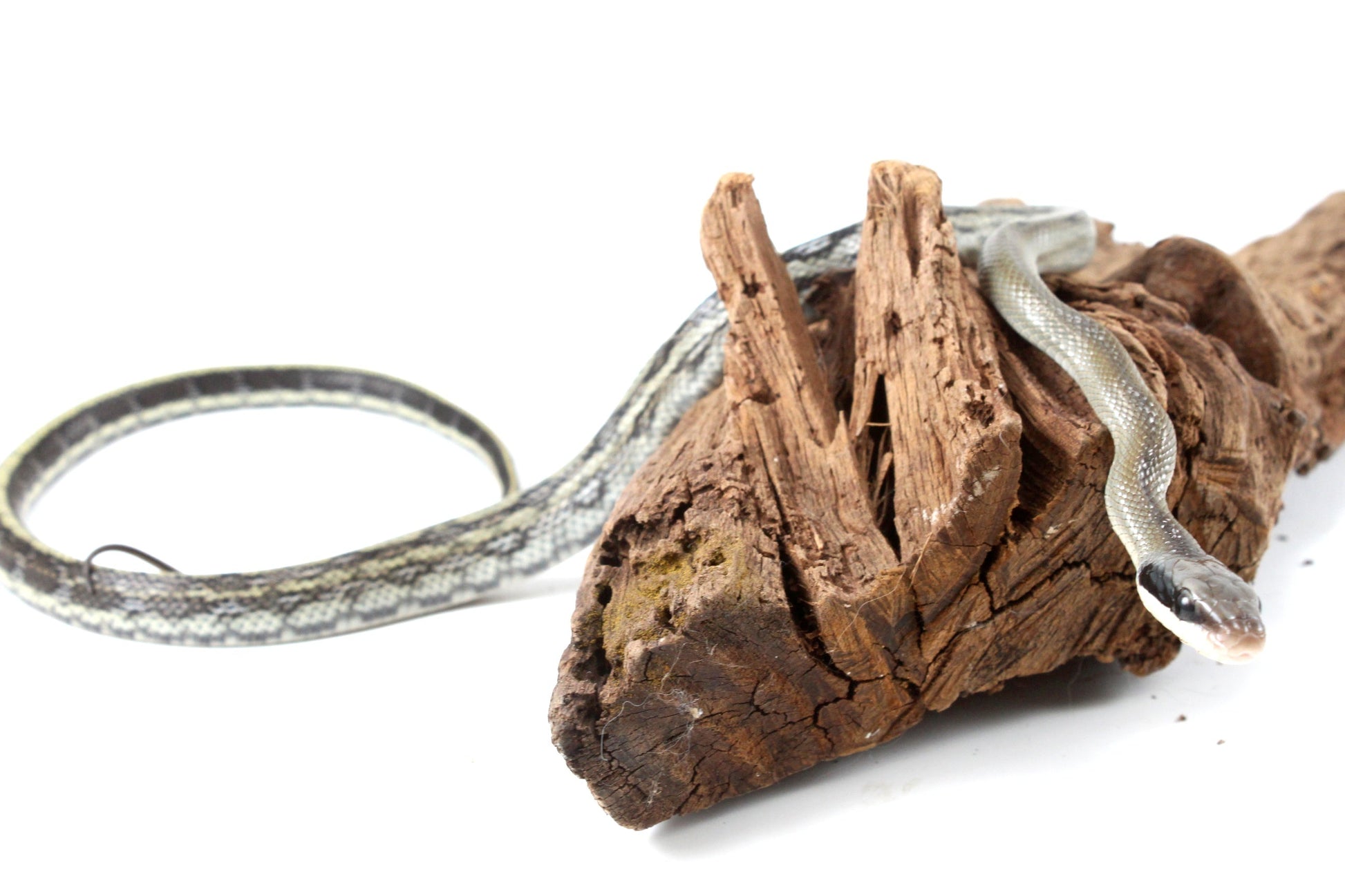 Vietnamese Blue Beauty Rat Snake All Reptiles