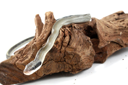 Vietnamese Blue Beauty Rat Snake All Reptiles