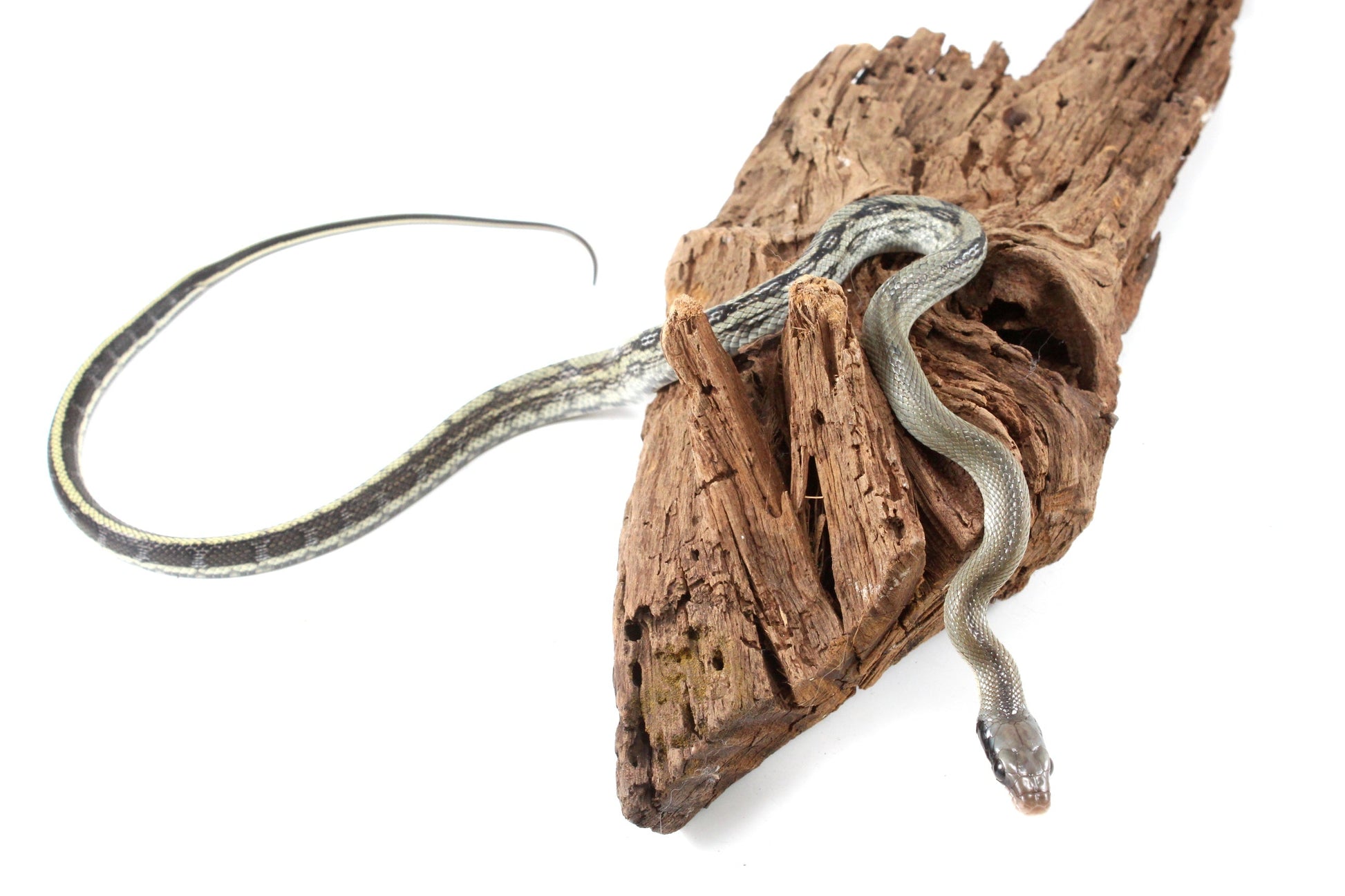 Vietnamese Blue Beauty Rat Snake All Reptiles