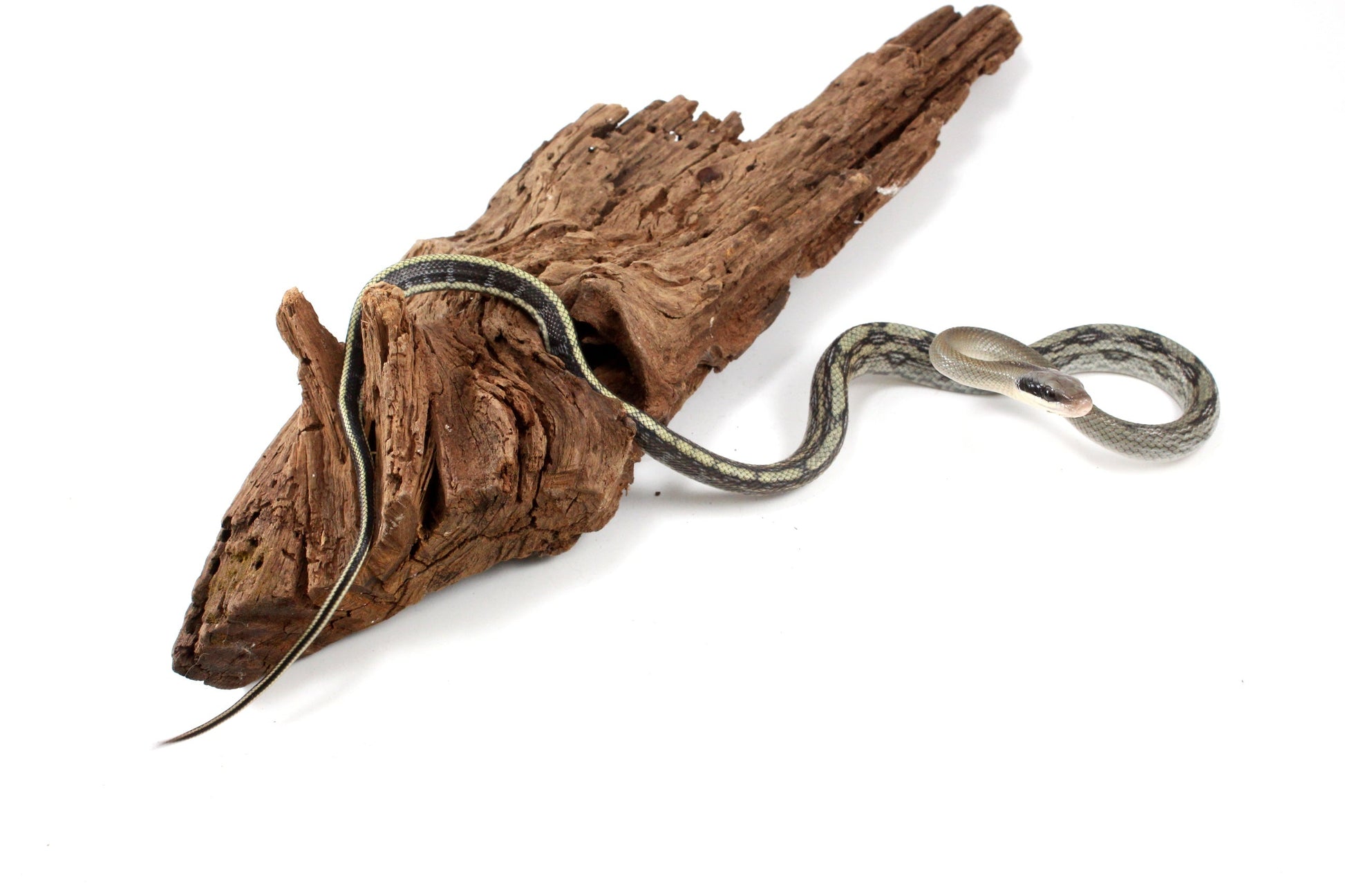 Vietnamese Blue Beauty Rat Snake All Reptiles