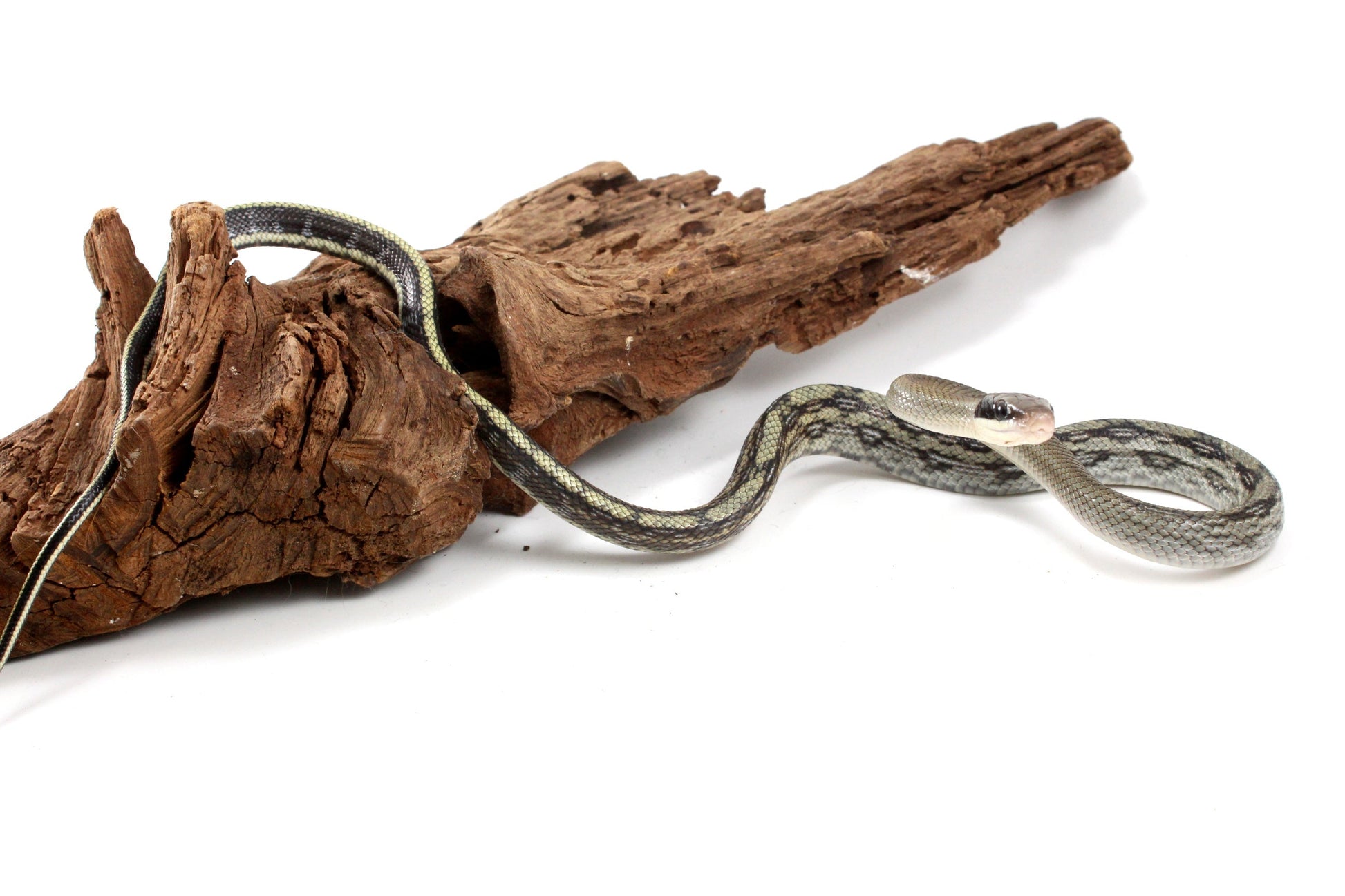 Vietnamese Blue Beauty Rat Snake All Reptiles