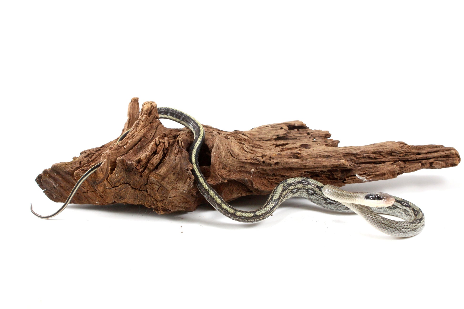 Vietnamese Blue Beauty Rat Snake All Reptiles