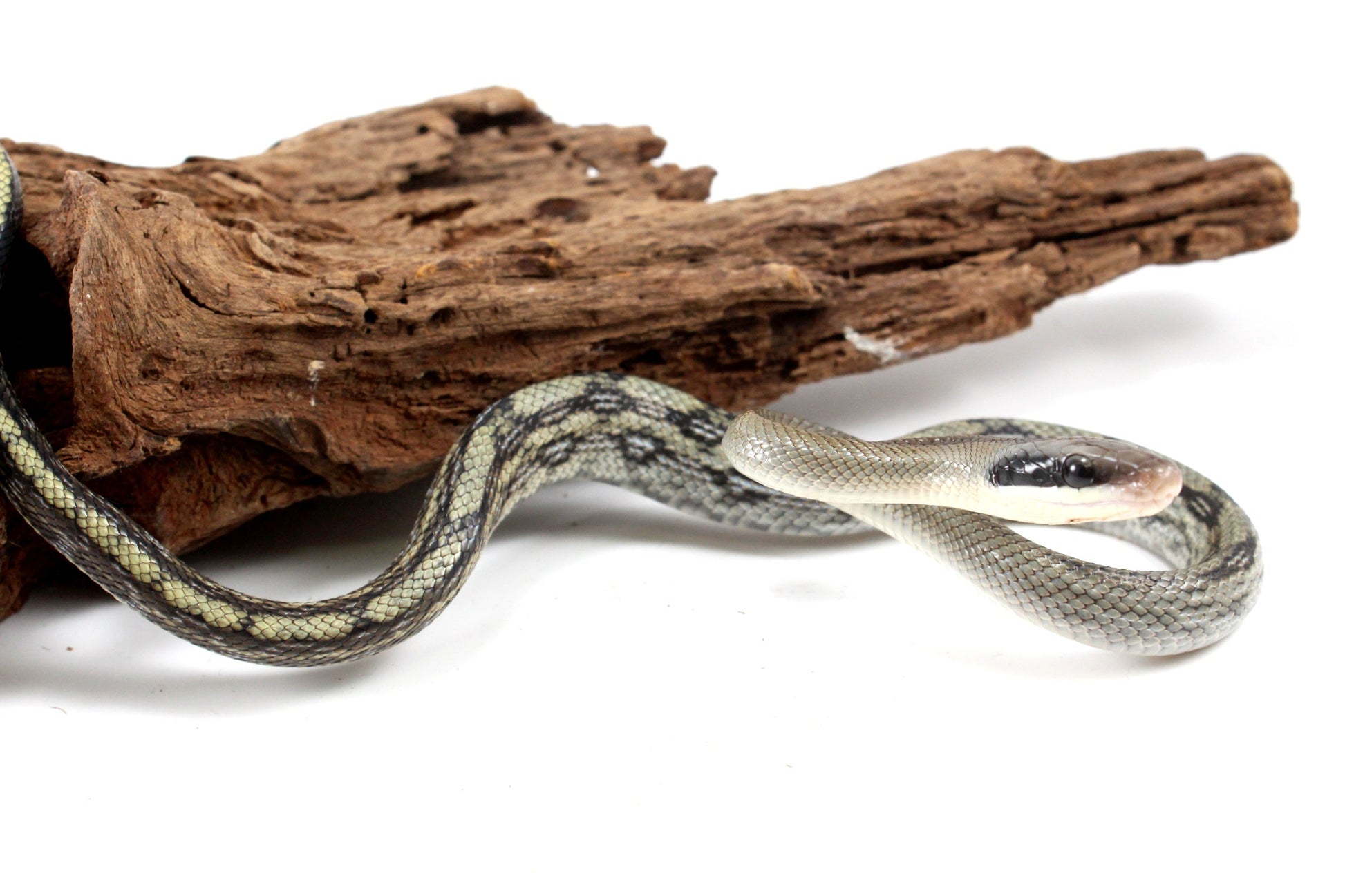 Vietnamese Blue Beauty Rat Snake All Reptiles