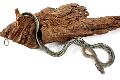 Vietnamese Blue Beauty Rat Snake All Reptiles