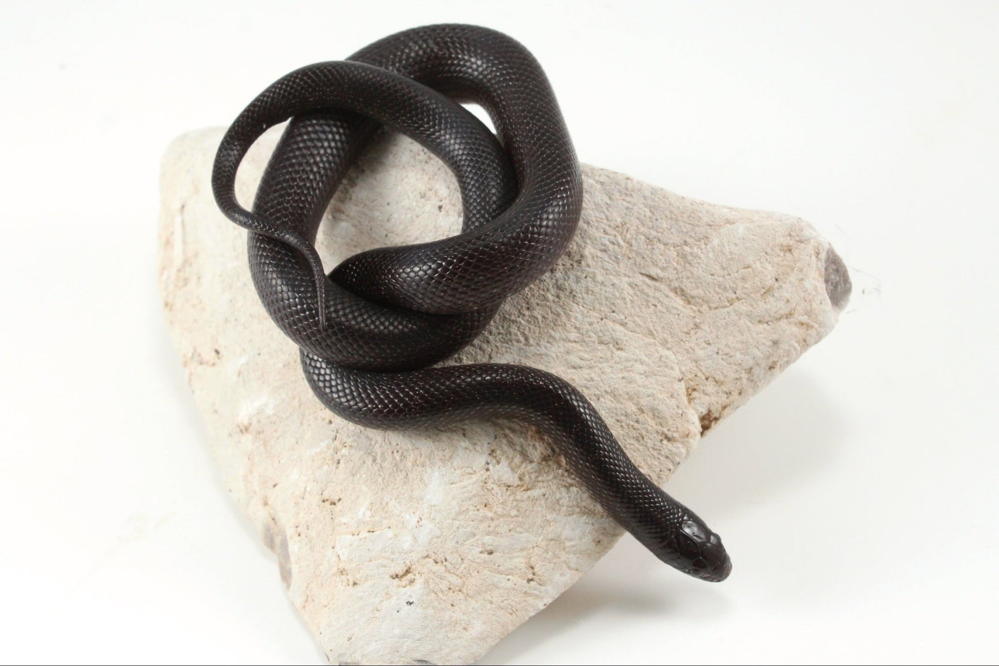 Mexican Black Kingsnake All Reptiles