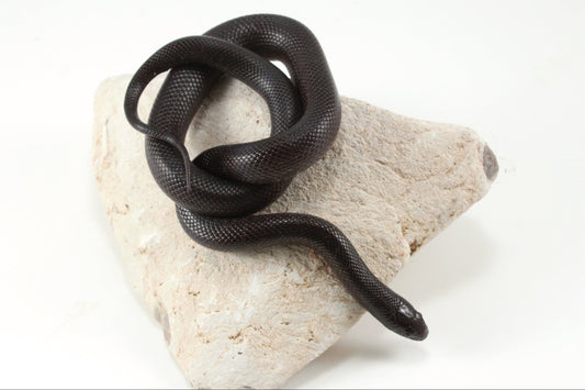 Mexican Black Kingsnake All Reptiles