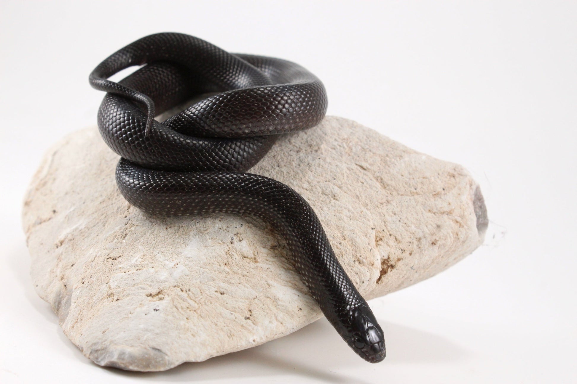 Mexican Black Kingsnake All Reptiles