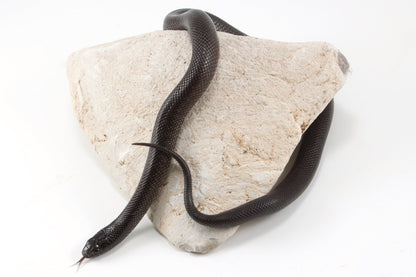 Mexican Black Kingsnake All Reptiles