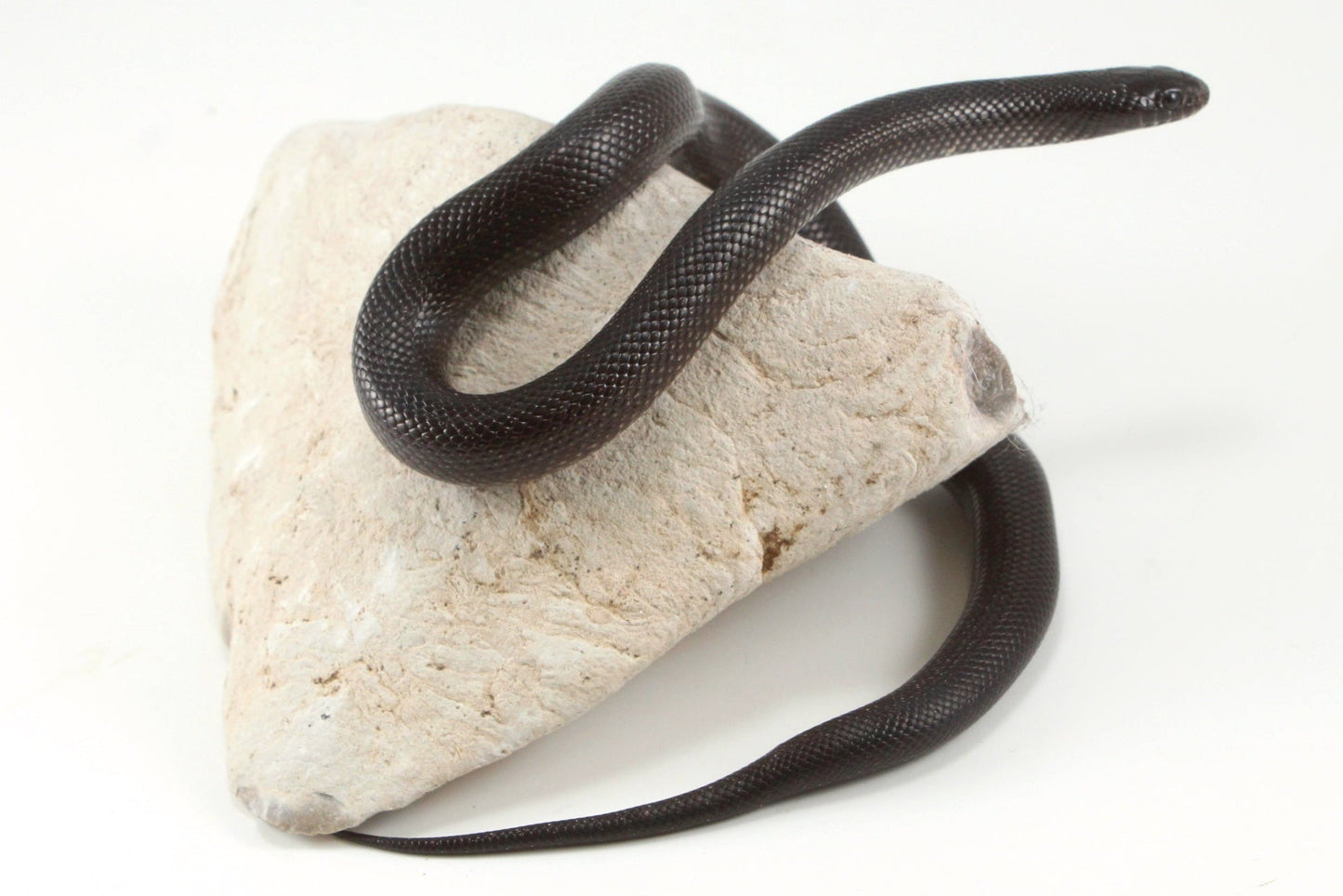 Mexican Black Kingsnake All Reptiles