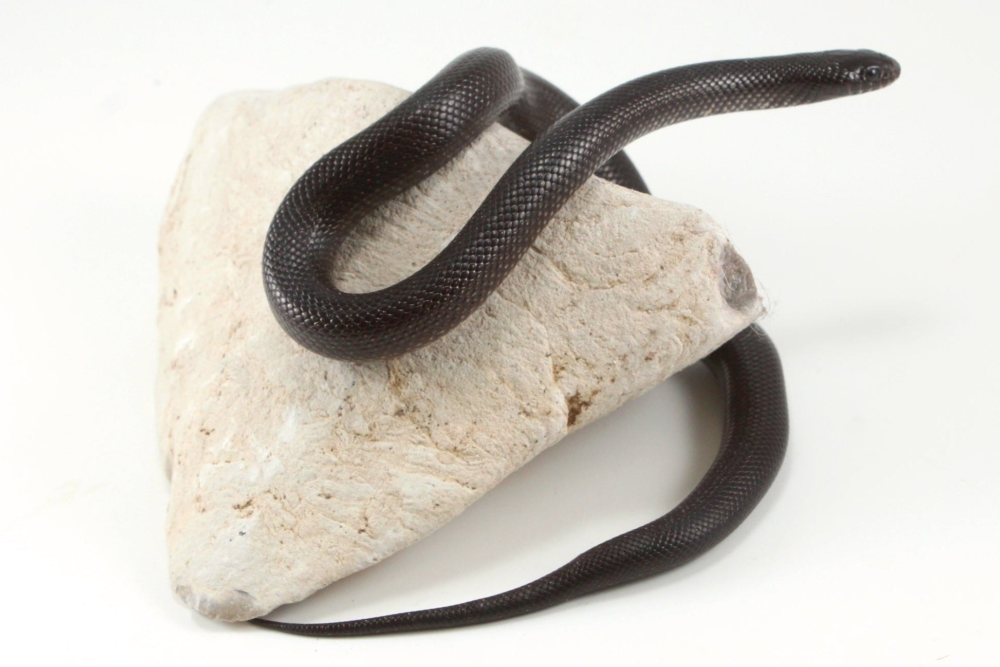Mexican Black Kingsnake All Reptiles