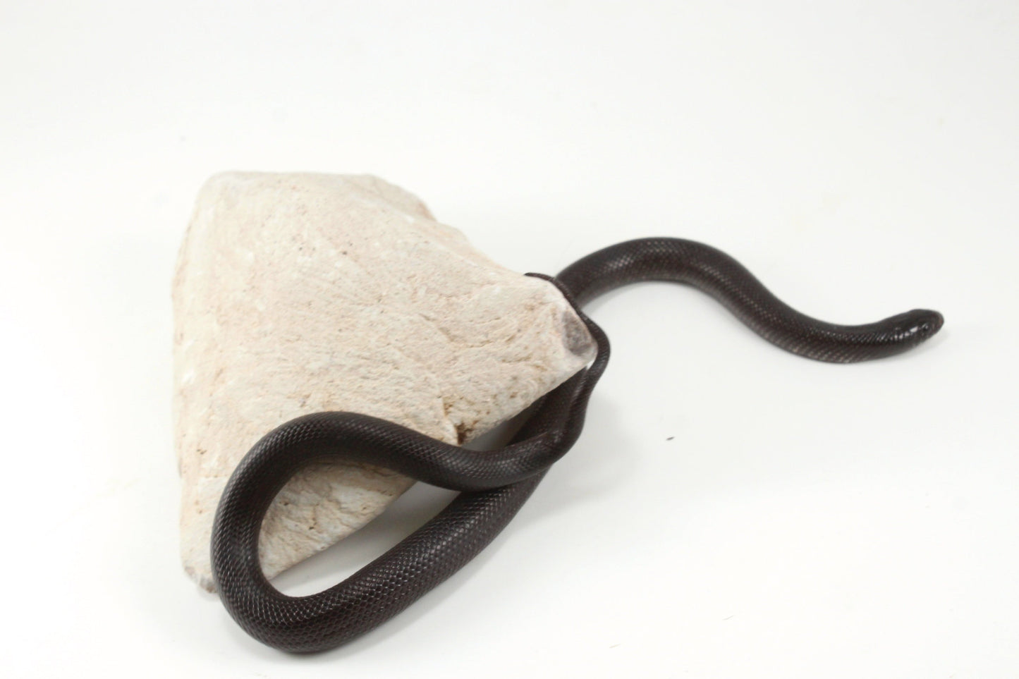 Mexican Black Kingsnake All Reptiles