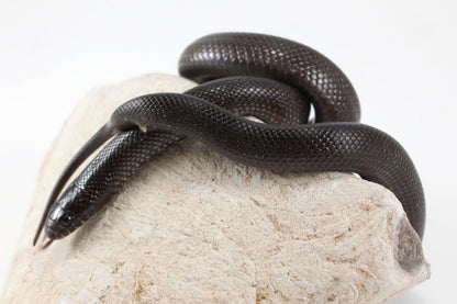 Mexican Black Kingsnake All Reptiles