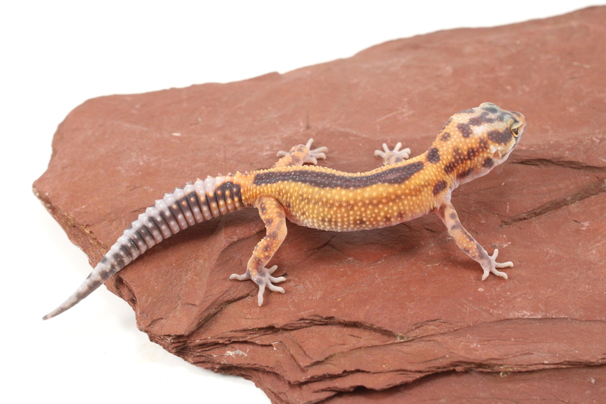 Albino Jungle Tangerine Leopard Gecko All Reptiles