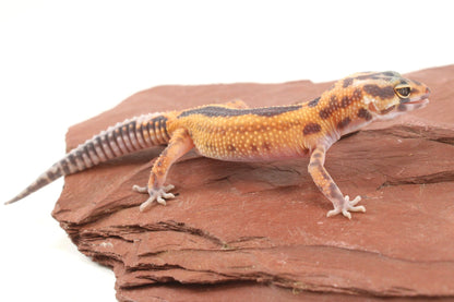 Albino Jungle Tangerine Leopard Gecko All Reptiles