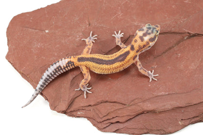 Albino Jungle Tangerine Leopard Gecko All Reptiles