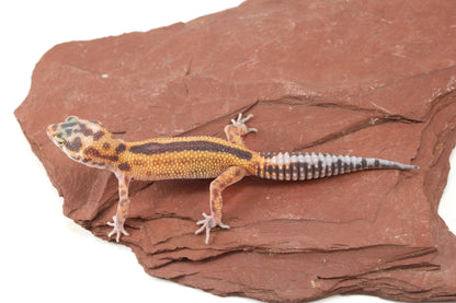 Albino Jungle Tangerine Leopard Gecko All Reptiles