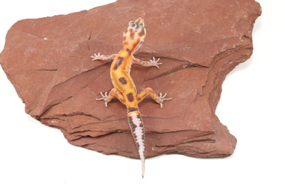 Albino Jungle Tangerine Leopard Gecko All Reptiles