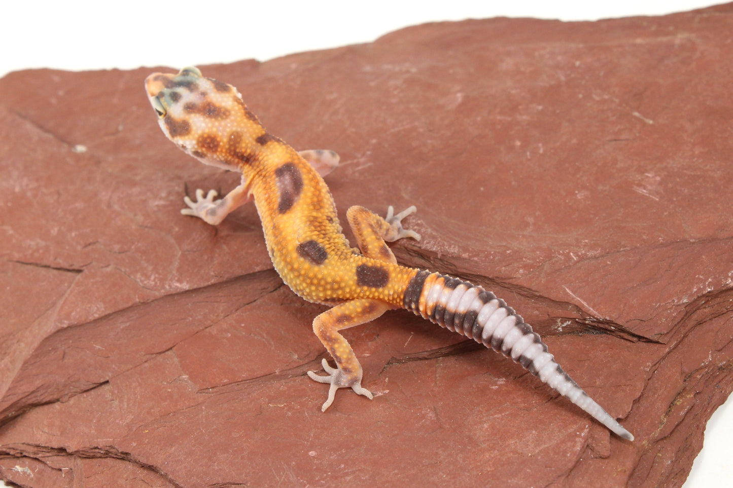 Albino Jungle Tangerine Leopard Gecko All Reptiles