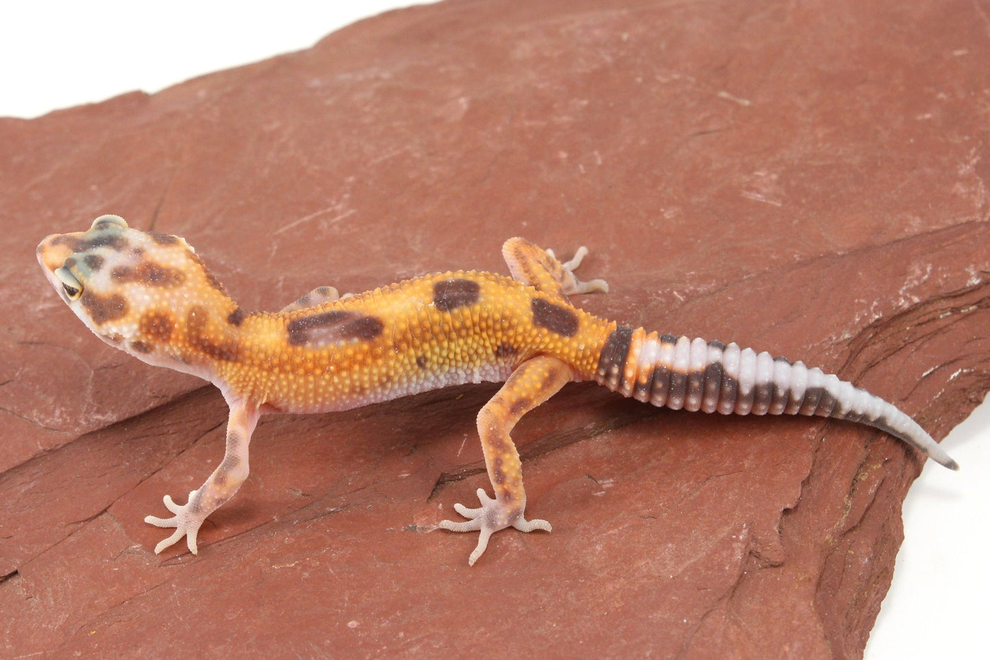 Albino Jungle Tangerine Leopard Gecko All Reptiles