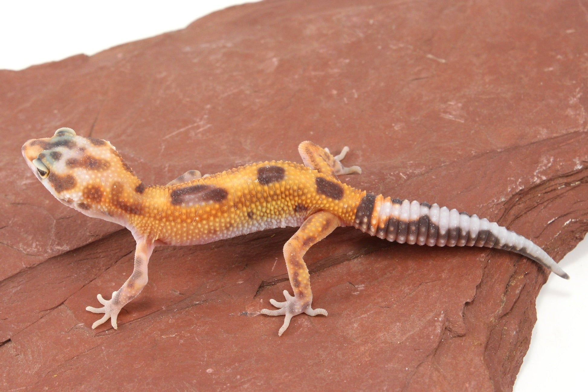 Albino Jungle Tangerine Leopard Gecko All Reptiles