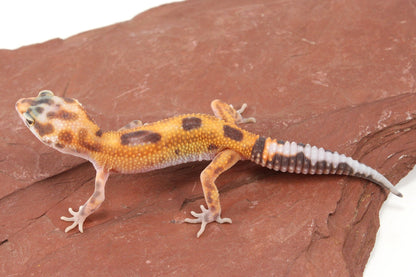 Albino Jungle Tangerine Leopard Gecko All Reptiles