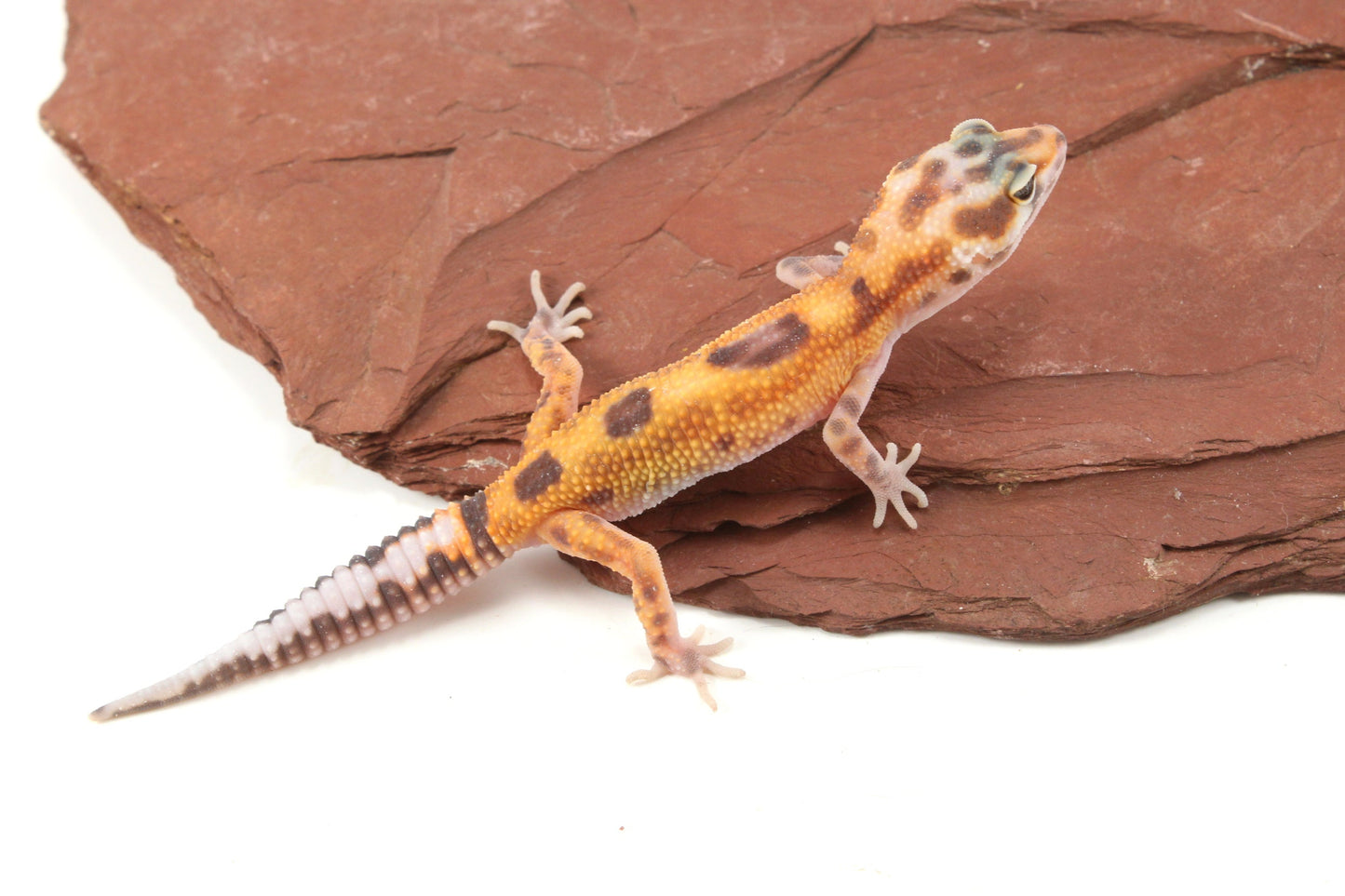 Albino Jungle Tangerine Leopard Gecko All Reptiles