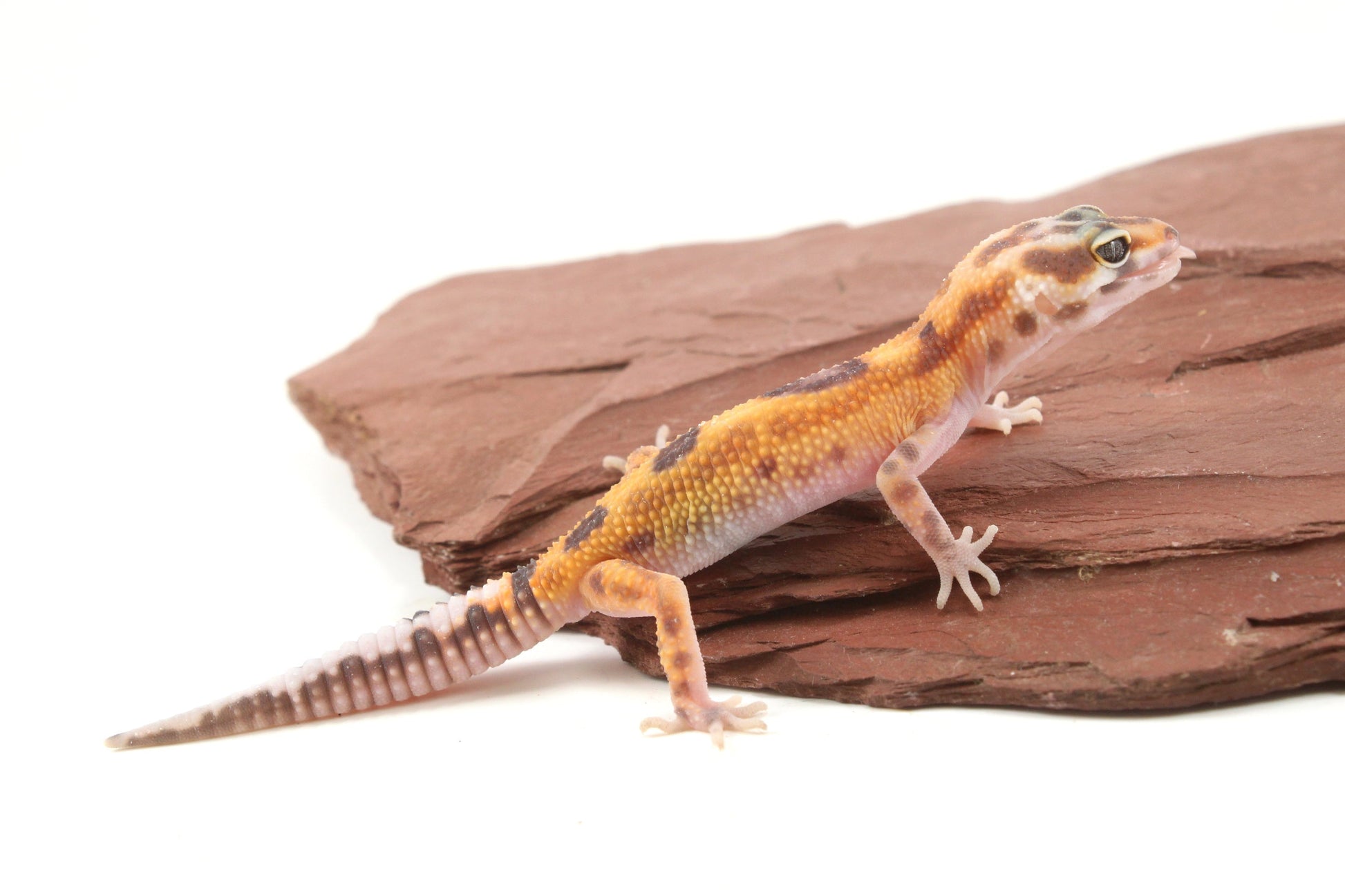Albino Jungle Tangerine Leopard Gecko All Reptiles