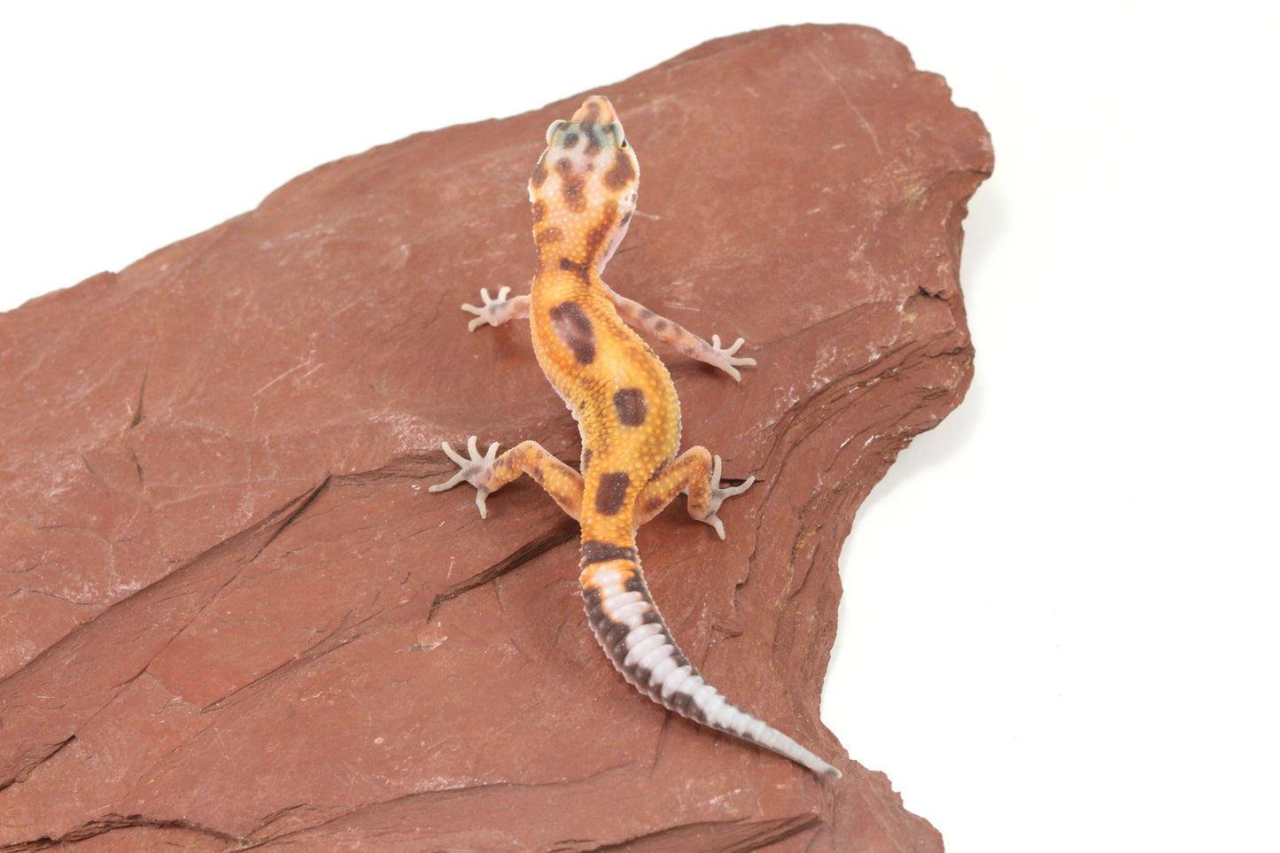 Albino Jungle Tangerine Leopard Gecko All Reptiles