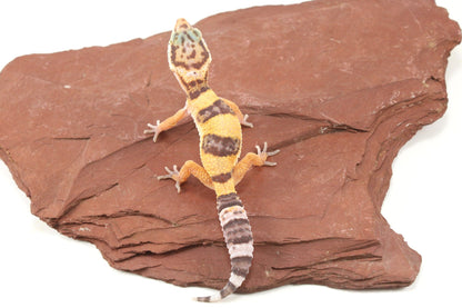 Albino Jungle Tangerine Leopard Gecko All Reptiles