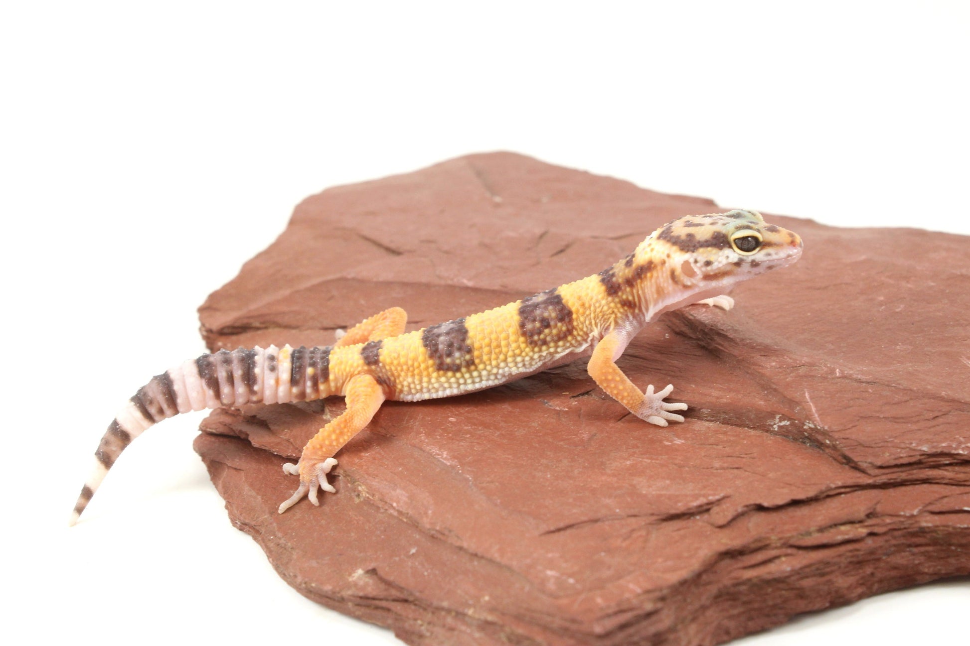 Albino Jungle Tangerine Leopard Gecko All Reptiles