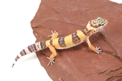 Albino Jungle Tangerine Leopard Gecko All Reptiles