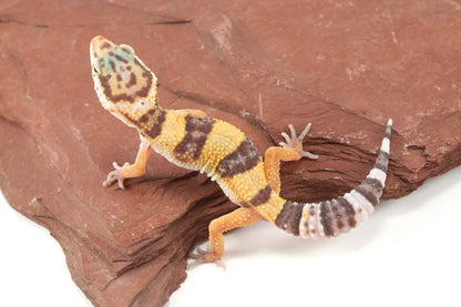 Albino Jungle Tangerine Leopard Gecko All Reptiles