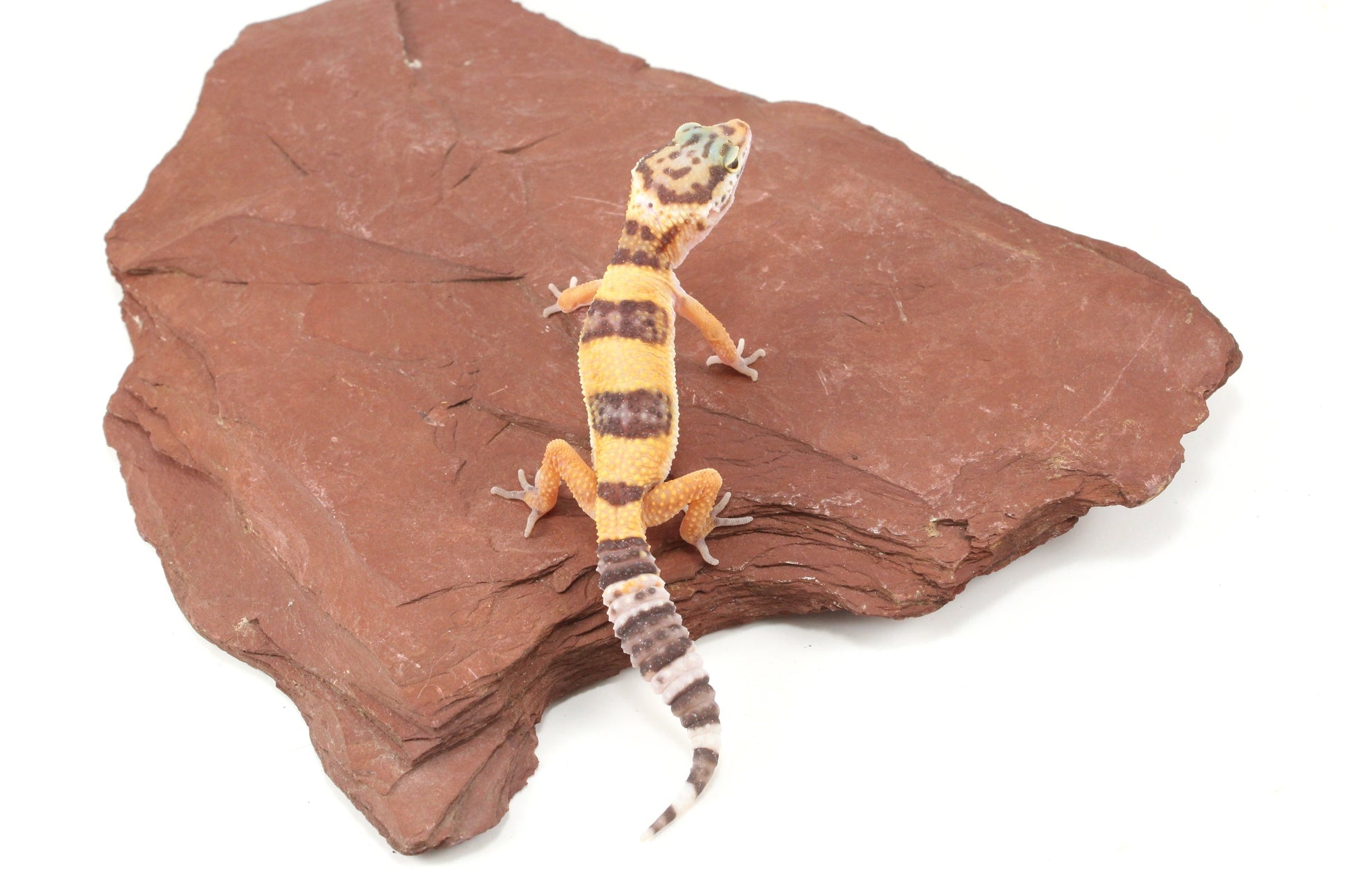 Albino Jungle Tangerine Leopard Gecko All Reptiles