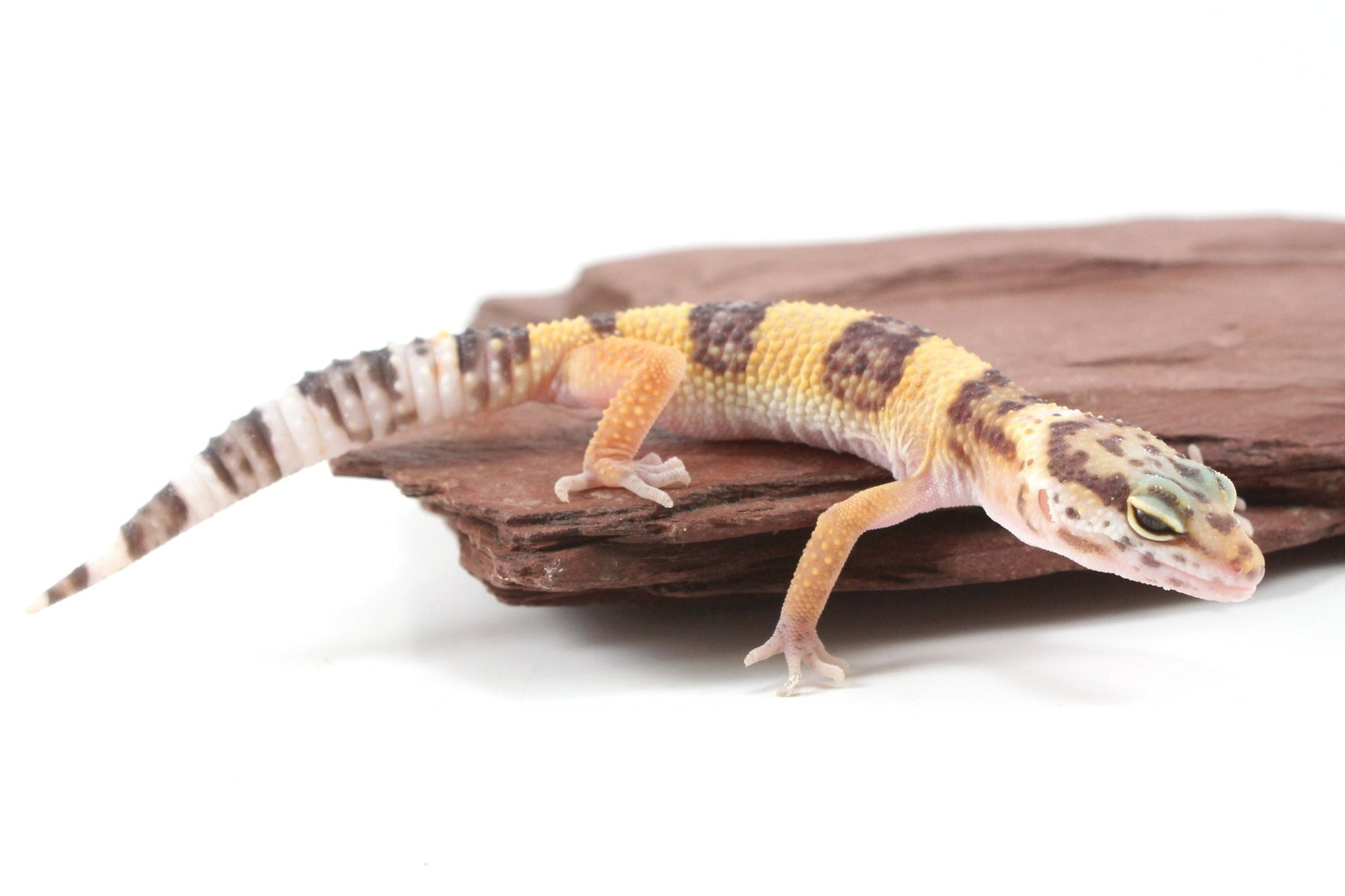 Albino Jungle Tangerine Leopard Gecko All Reptiles