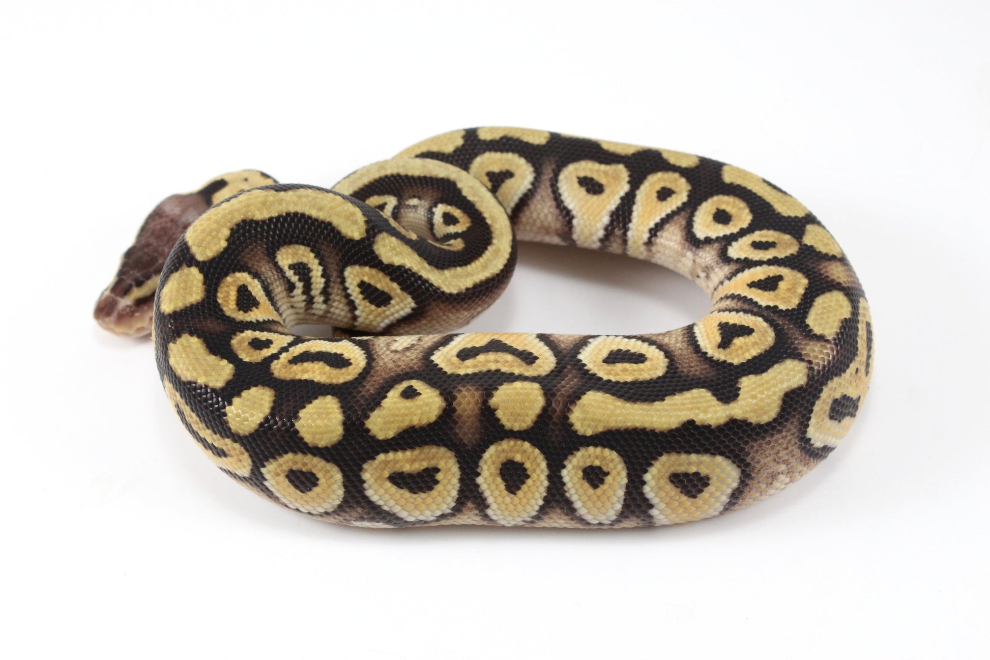 Pastel Phantom Ball Python All Reptiles